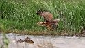 Marsh Harrier see small duck diving